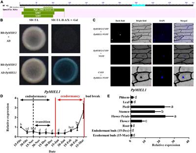 PpMYB52 negatively regulates peach bud break through the gibberellin pathway and through interactions with PpMIEL1